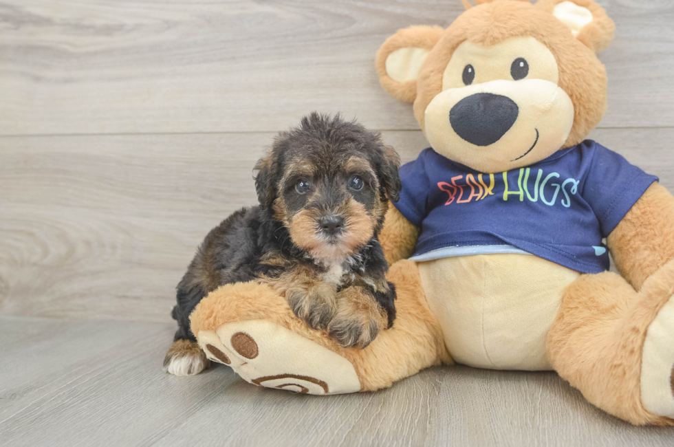 5 week old Mini Schnoodle Puppy For Sale - Windy City Pups