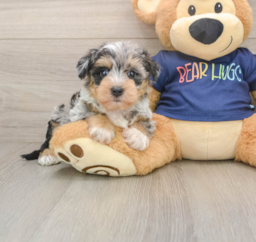 5 week old Mini Schnoodle Puppy For Sale - Windy City Pups