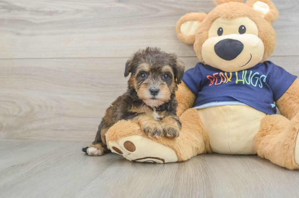 5 week old Mini Schnoodle Puppy For Sale - Windy City Pups