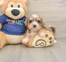 6 week old Mini Schnoodle Puppy For Sale - Windy City Pups