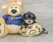 6 week old Mini Schnoodle Puppy For Sale - Windy City Pups