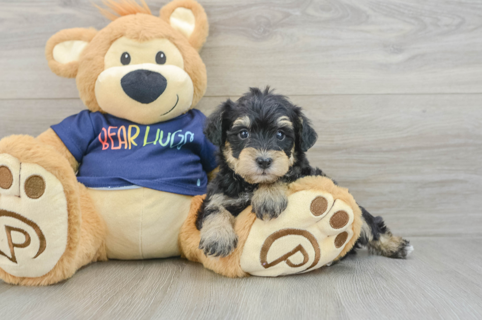 7 week old Mini Schnoodle Puppy For Sale - Windy City Pups