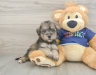 8 week old Mini Schnoodle Puppy For Sale - Windy City Pups