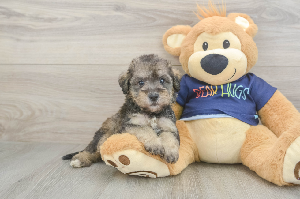 5 week old Mini Schnoodle Puppy For Sale - Windy City Pups