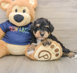 6 week old Mini Schnoodle Puppy For Sale - Windy City Pups