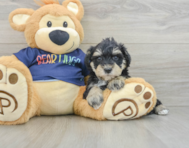6 week old Mini Schnoodle Puppy For Sale - Windy City Pups