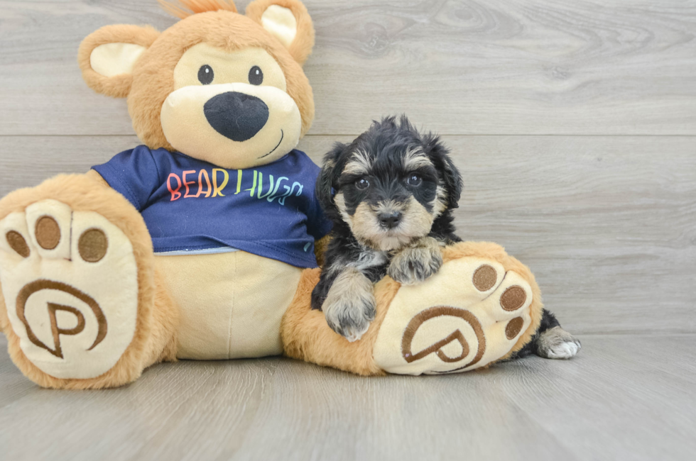 7 week old Mini Schnoodle Puppy For Sale - Windy City Pups
