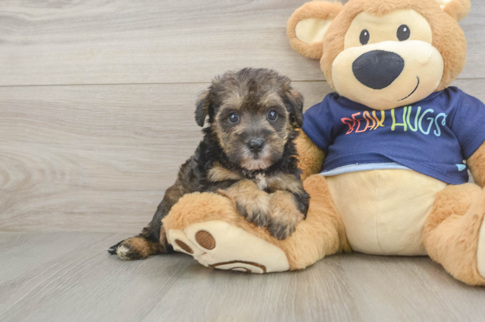 5 week old Mini Schnoodle Puppy For Sale - Windy City Pups