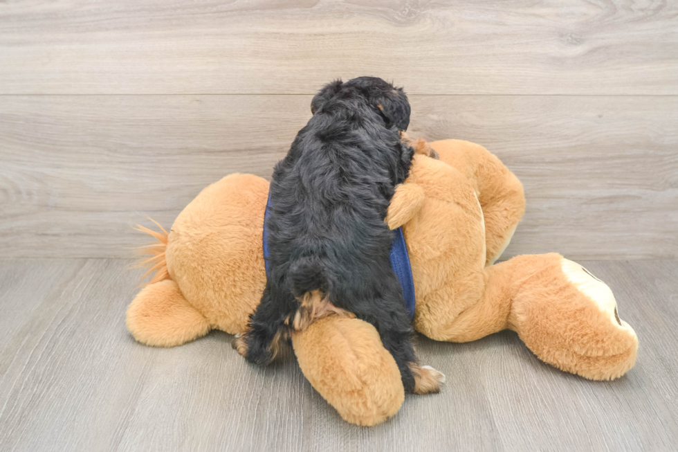 Cute Mini Schnoodle Baby