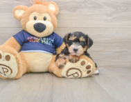 7 week old Mini Schnoodle Puppy For Sale - Windy City Pups