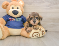 8 week old Mini Schnoodle Puppy For Sale - Windy City Pups