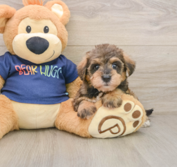 7 week old Mini Schnoodle Puppy For Sale - Windy City Pups