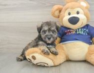 8 week old Mini Schnoodle Puppy For Sale - Windy City Pups