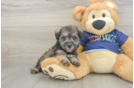 Cute Mini Schnoodle Poodle Mix Puppy