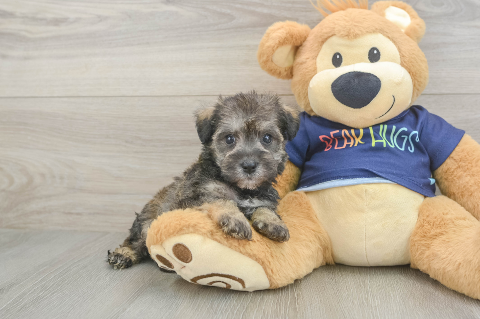 5 week old Mini Schnoodle Puppy For Sale - Windy City Pups