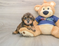 6 week old Mini Schnoodle Puppy For Sale - Windy City Pups