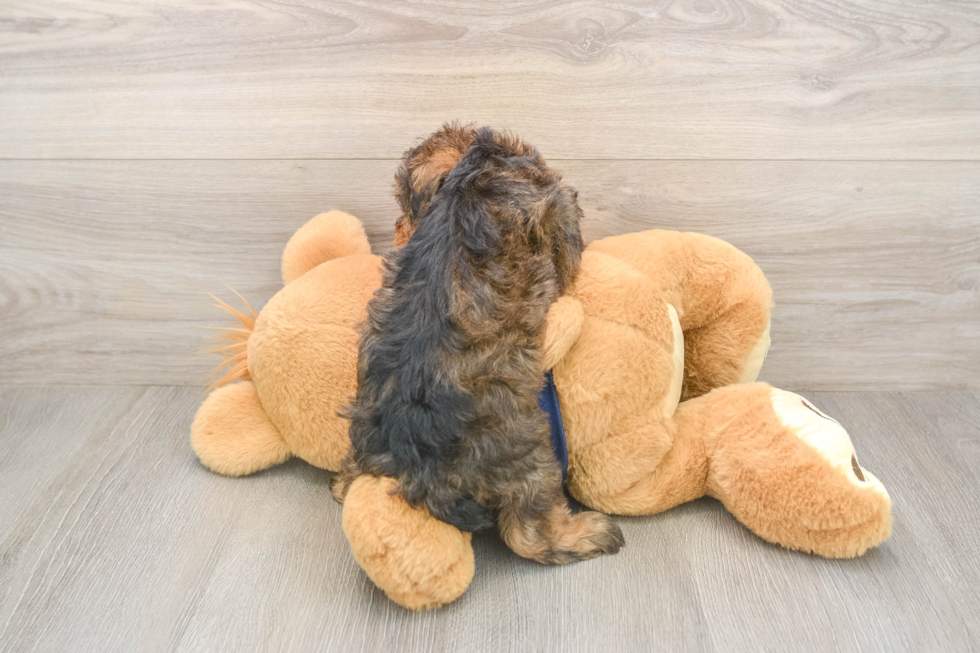 Cute Mini Schnoodle Poodle Mix Puppy