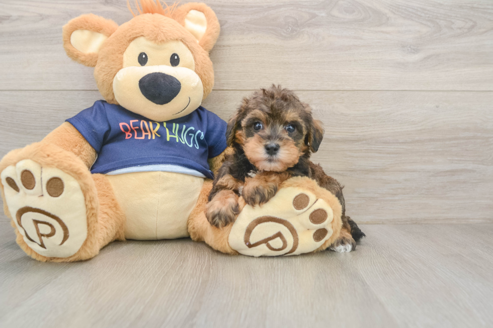 Cute Mini Schnoodle Poodle Mix Puppy