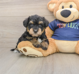 6 week old Mini Schnoodle Puppy For Sale - Windy City Pups