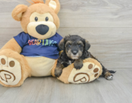 7 week old Mini Schnoodle Puppy For Sale - Windy City Pups
