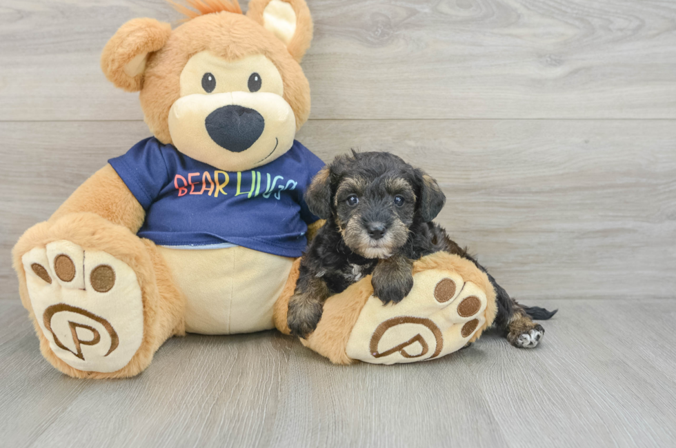 7 week old Mini Schnoodle Puppy For Sale - Windy City Pups