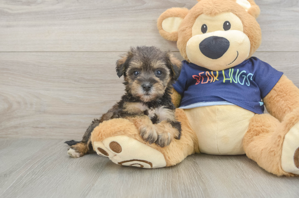 5 week old Mini Schnoodle Puppy For Sale - Windy City Pups