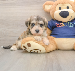 7 week old Mini Schnoodle Puppy For Sale - Windy City Pups