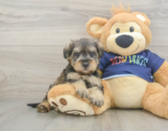 8 week old Mini Schnoodle Puppy For Sale - Windy City Pups