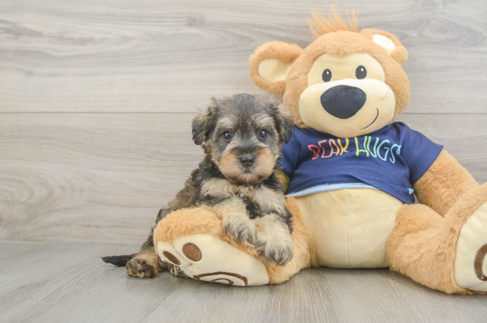 5 week old Mini Schnoodle Puppy For Sale - Windy City Pups