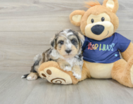 6 week old Mini Schnoodle Puppy For Sale - Windy City Pups