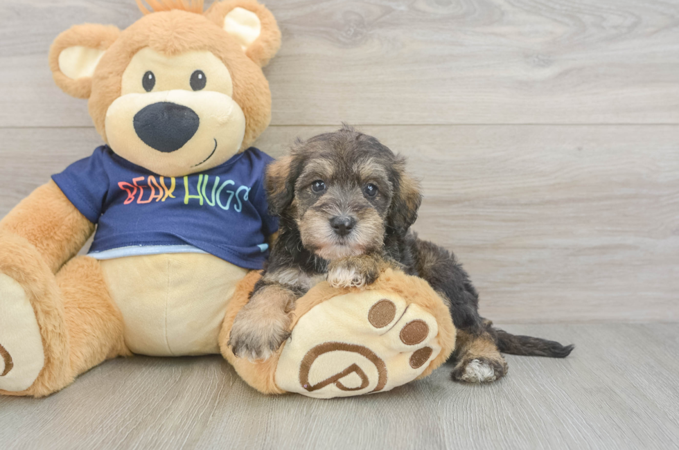 5 week old Mini Schnoodle Puppy For Sale - Windy City Pups