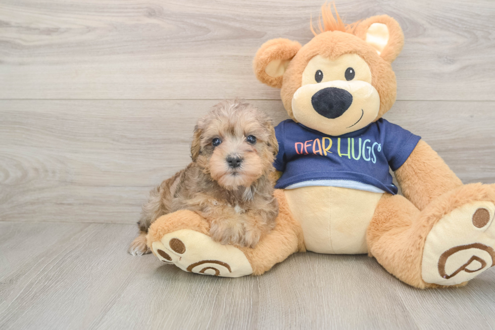 Cute Mini Schnoodle Poodle Mix Puppy