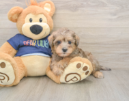 6 week old Mini Schnoodle Puppy For Sale - Windy City Pups