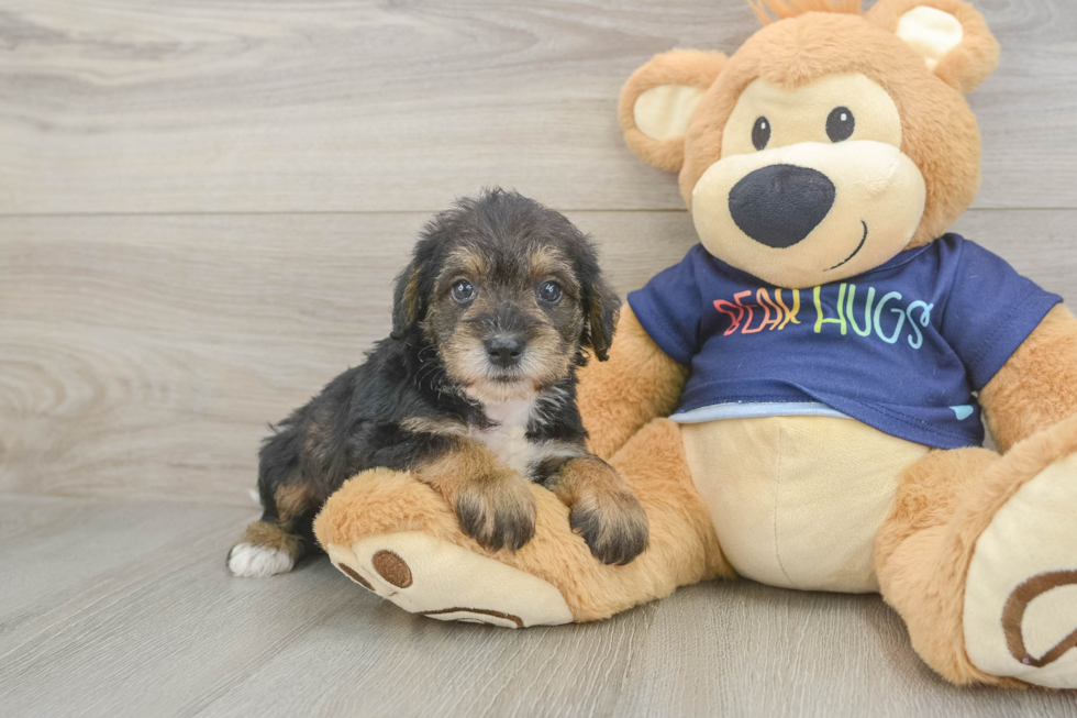 Cute Mini Schnoodle Poodle Mix Puppy