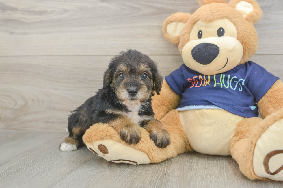5 week old Mini Schnoodle Puppy For Sale - Windy City Pups