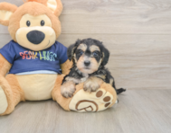 7 week old Mini Schnoodle Puppy For Sale - Windy City Pups
