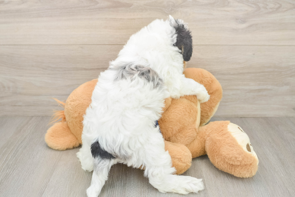 Cute Mini Schnoodle Poodle Mix Puppy