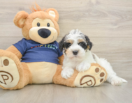 6 week old Mini Schnoodle Puppy For Sale - Windy City Pups