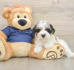7 week old Mini Schnoodle Puppy For Sale - Windy City Pups