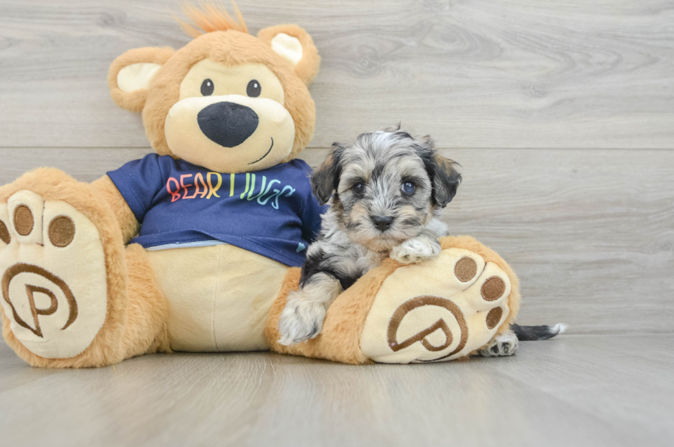 7 week old Mini Schnoodle Puppy For Sale - Windy City Pups