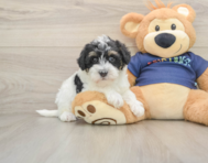 6 week old Mini Schnoodle Puppy For Sale - Windy City Pups