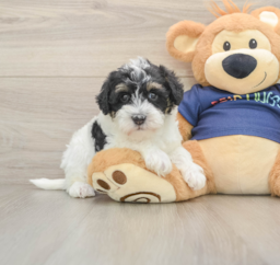 7 week old Mini Schnoodle Puppy For Sale - Windy City Pups