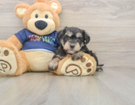 7 week old Mini Schnoodle Puppy For Sale - Windy City Pups