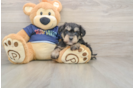 Mini Schnoodle Puppy for Adoption