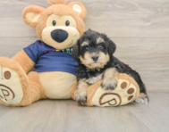 6 week old Mini Schnoodle Puppy For Sale - Windy City Pups