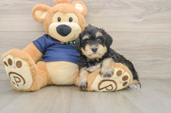 Mini Schnoodle Pup Being Cute