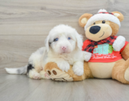 5 week old Mini Sheepadoodle Puppy For Sale - Windy City Pups