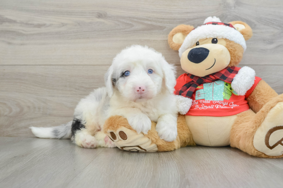 5 week old Mini Sheepadoodle Puppy For Sale - Windy City Pups