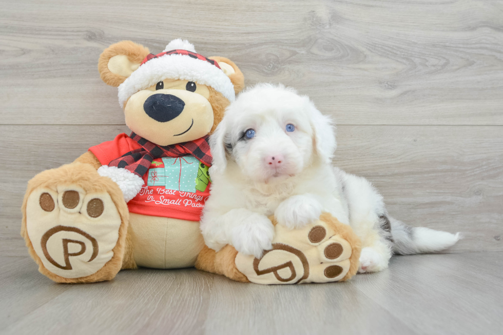 Best Mini Sheepadoodle Baby