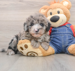 5 week old Mini Sheepadoodle Puppy For Sale - Windy City Pups